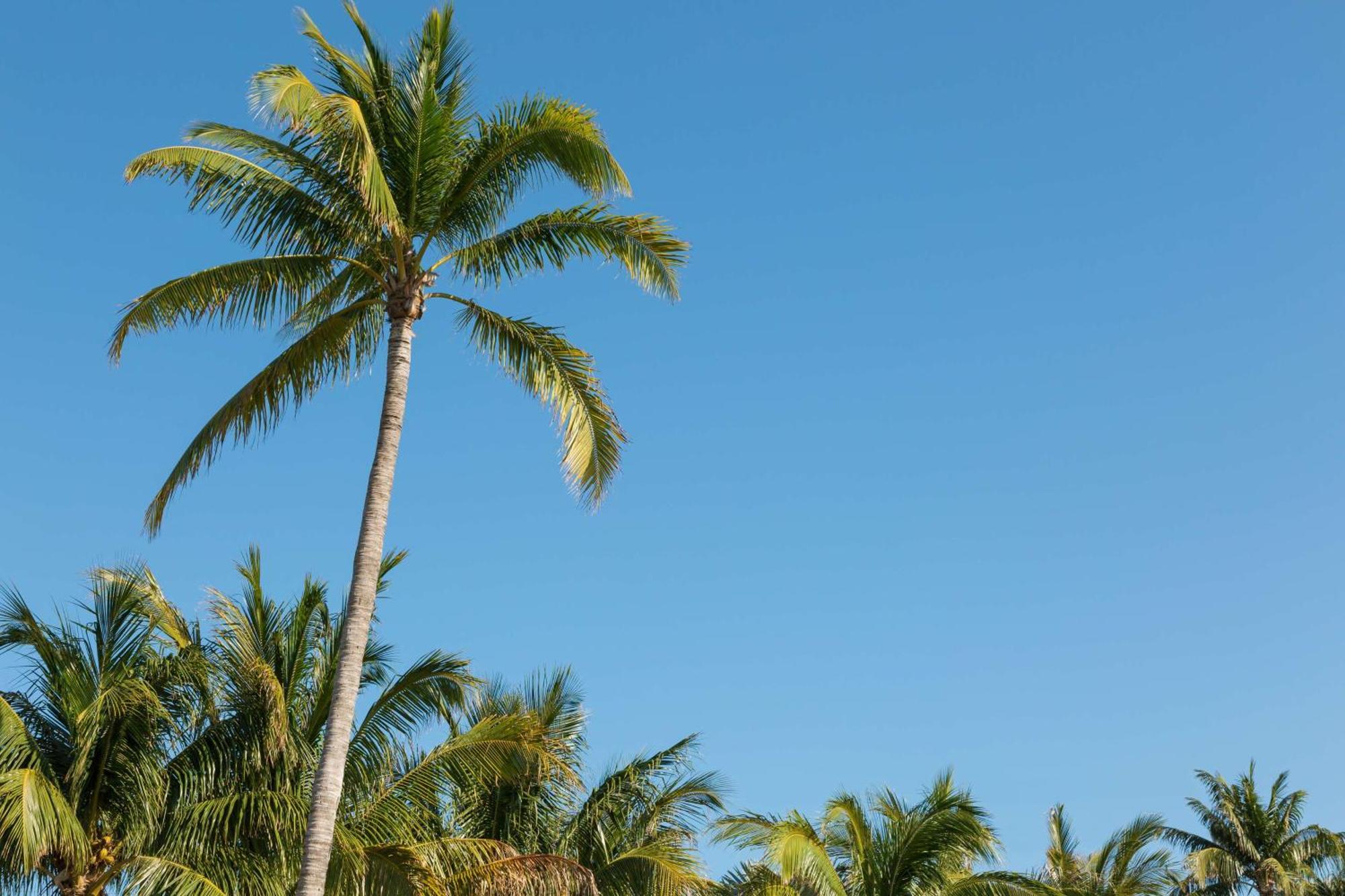 Hilton Garden / The Keys Collection Hotel