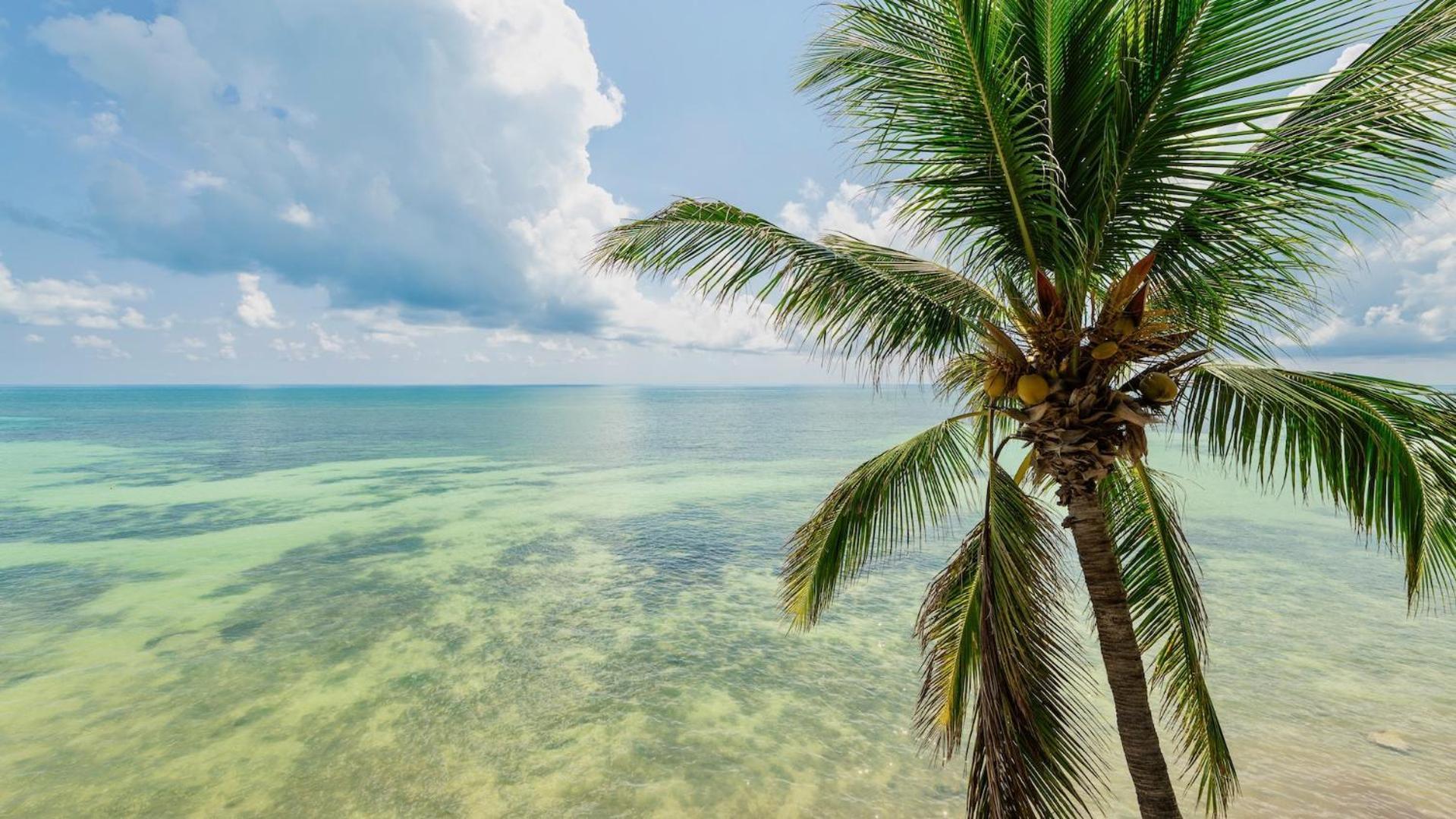 Windswept Palms By Last Key Realty * Key West
