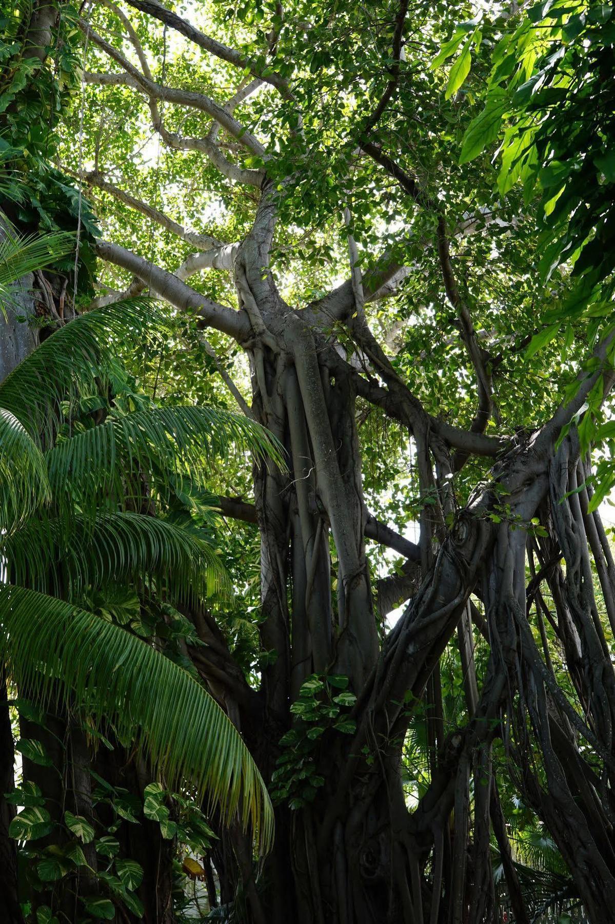 The Banyan Apartment *